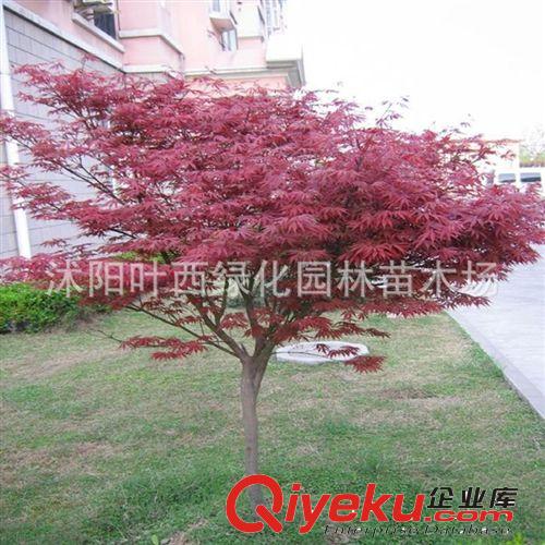 美國(guó)紅楓樹苗行道樹綠化苗木紅楓小苗秋火焰 批發(fā)紅楓苗庭院植物原始圖片3