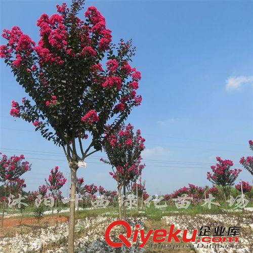 綠化工程花卉紫薇苗木 紫微花苗|紫微樹苗 紅花紫薇 大小規(guī)格齊全原始圖片2