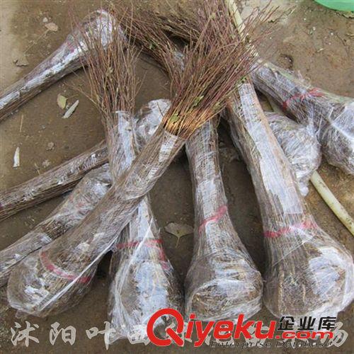 綠化工程花卉紫薇苗木 紫微花苗|紫微樹苗 紅花紫薇 大小規(guī)格齊全原始圖片3
