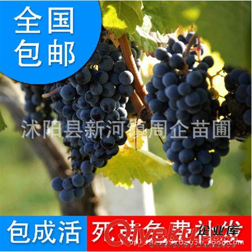 現貨供應果樹種苗 夏黑葡萄苗 美國紅提夏黑葡萄苗 高成活率種苗