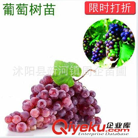 現貨供應果樹種苗 夏黑葡萄苗 美國紅提夏黑葡萄苗 高成活率種苗
