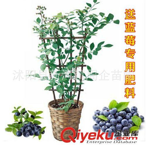 農(nóng)家自種藍(lán)莓苗樹(shù)種果樹(shù)藍(lán)莓苗南方北方包成活帶土發(fā)貨當(dāng)年結(jié)果