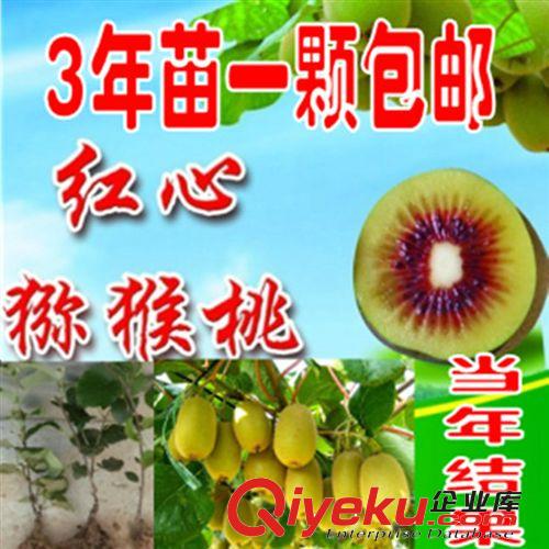 批發mh桃樹苗 猴桃苗直銷 紅心mh桃樹苗 奇異果樹苗 果樹苗