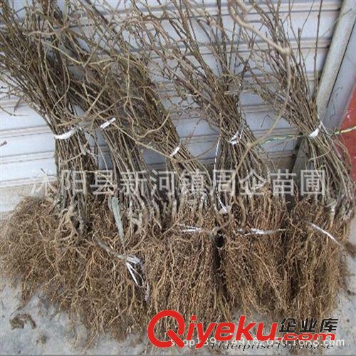 批發mh桃樹苗 猴桃苗直銷 紅心mh桃樹苗 奇異果樹苗 果樹苗