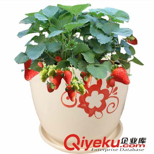 盆栽四季草莓苗 優質奶油等草莓苗 四季果樹苗 當年結果原始圖片2