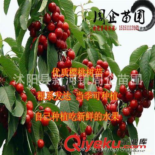 果樹種苗 夏黑葡萄苗 美國紅提葡萄苗 美人指葡萄苗 高成活率種苗