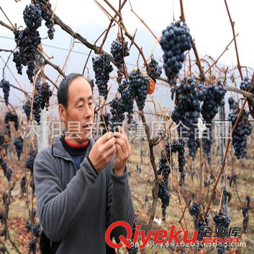 果樹種苗 夏黑葡萄苗 美國紅提葡萄苗 美人指葡萄苗 高成活率種苗