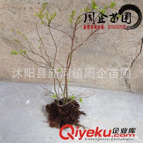 批發(fā)果樹苗 藍(lán)莓苗 藍(lán)莓小苗 藍(lán)莓樹苗 當(dāng)年結(jié)果 品種齊 規(guī)格齊全原始圖片2
