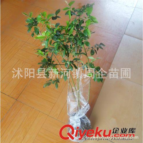 批發(fā)果樹苗 藍(lán)莓苗 藍(lán)莓小苗 藍(lán)莓樹苗 當(dāng)年結(jié)果 品種齊 規(guī)格齊全原始圖片3