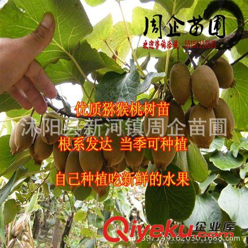 批發(fā)果樹苗 藍(lán)莓苗 藍(lán)莓小苗 藍(lán)莓樹苗 當(dāng)年結(jié)果 品種齊 規(guī)格齊全