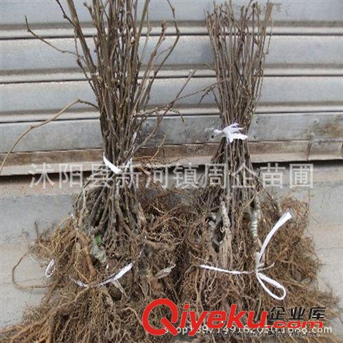 紅陽mh桃苗直銷 紅心mh桃樹苗 奇異果樹苗 mh桃苗 果樹苗木原始圖片2