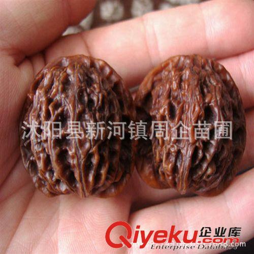 文玩核桃苗 獅子頭 麻核桃嫁接樹苗 當年結果 包郵 包成活 文玩原始圖片2