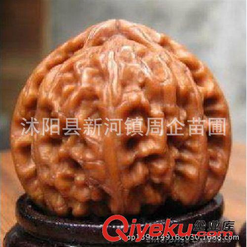 文玩核桃苗 獅子頭 麻核桃嫁接樹苗 當年結果 包郵 包成活 文玩原始圖片3