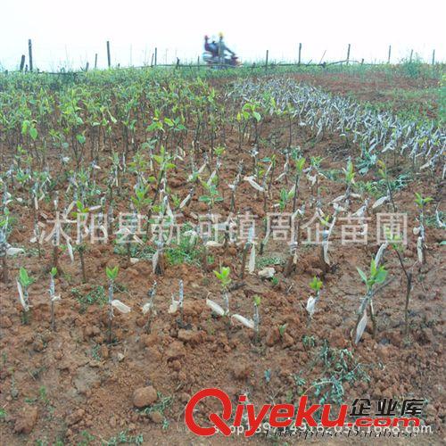 大量批發核桃苗 8518核桃苗 9818核桃苗 當年掛果 嫁接核桃苗原始圖片2