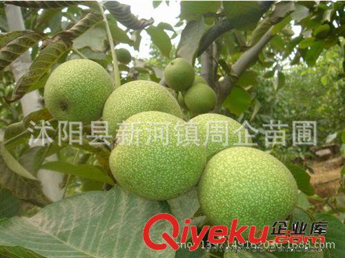 大量批發核桃苗 8518核桃苗 9818核桃苗 當年掛果 嫁接核桃苗原始圖片3
