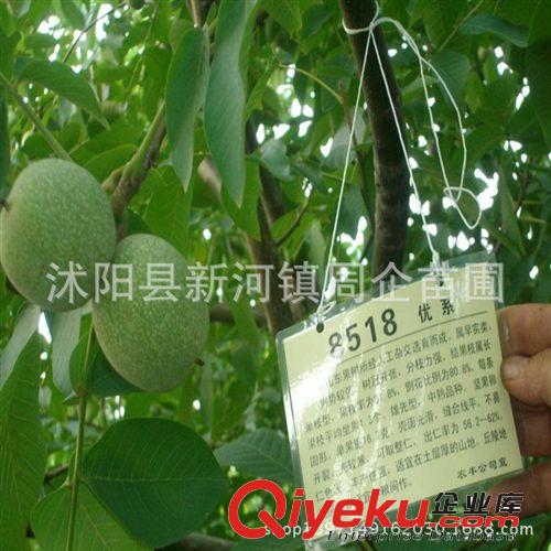 大量批發核桃苗 8518核桃苗 9818核桃苗 當年掛果 嫁接核桃苗