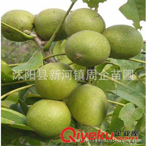 8518核桃苗 核桃樹苗批發 嫁接苗 當年結果 文玩 北方南方種植原始圖片2