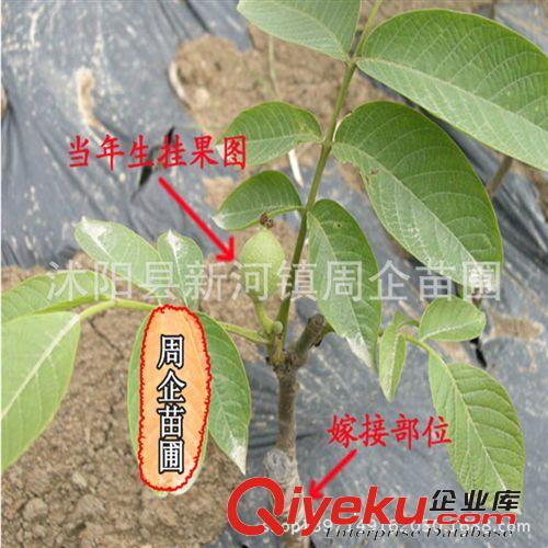 大量批發水果樹苗核桃樹 新疆紙皮核桃苗 薄皮嫁接核桃樹苗 抗寒原始圖片2