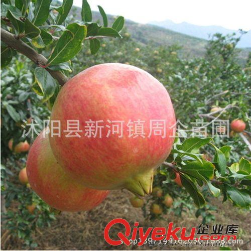 批發果樹苗 突尼斯軟籽甜石榴樹苗 甜石榴苗 優質品種果樹苗原始圖片3