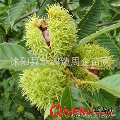 批發(fā)果樹苗 嫁接果樹苗 栗子苗 盆栽地栽板栗樹苗 栗子樹 易成活原始圖片3