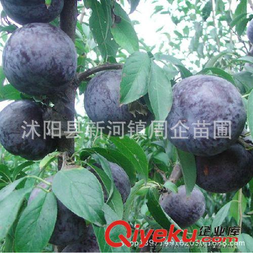 直銷李子樹 批發李子果樹苗 李子樹苗 香嫩潤口 品種規格齊全原始圖片2