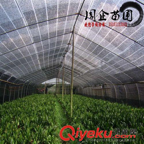 供應遮陽網PE材料 蔬菜大棚降溫專用三針遮陽網 抗老化 85%遮陽原始圖片2