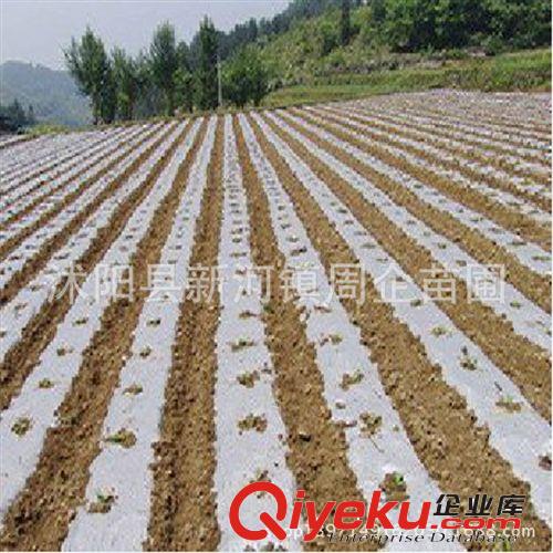 黑白色透明塑料布包郵塑料薄膜地膜中膜加厚膜無滴大棚塑料膜齊全原始圖片2