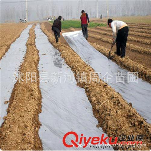 黑白色透明塑料布包郵塑料薄膜地膜中膜加厚膜無滴大棚塑料膜齊全原始圖片3