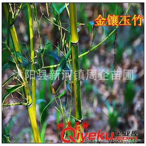 基地直銷綠化苗竹子 青竹苗  紫竹 金鑲玉竹 羅漢竹 竹子苗規(guī)格齊原始圖片2