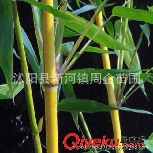 基地直銷綠化苗竹子 青竹苗  紫竹 金鑲玉竹 羅漢竹 竹子苗規(guī)格齊原始圖片3