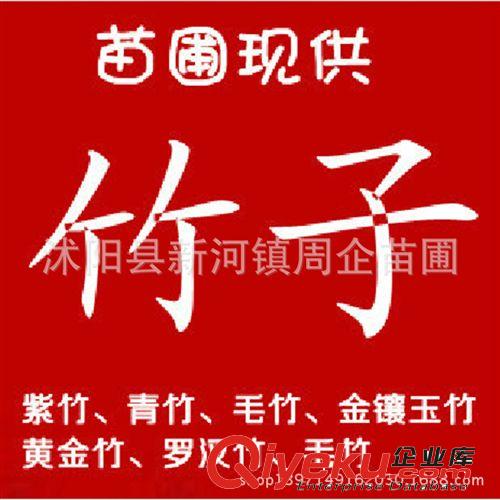 基地直銷綠化苗竹子 青竹苗  紫竹 金鑲玉竹 羅漢竹 竹子苗規(guī)格齊