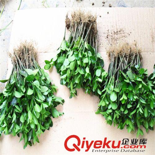 批發(fā)冬青樹苗 四季常青 冬青小苗10-80公分工程綠化苗木批發(fā) 特價原始圖片2