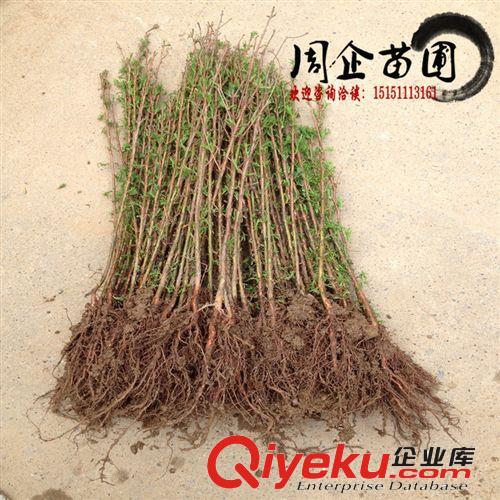 批發(fā)冬青樹苗 四季常青 冬青小苗10-80公分工程綠化苗木批發(fā) 特價