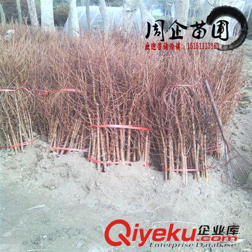 苗圃直銷 耐水濕速生水杉苗 水杉小苗50cm 水杉樹苗 規(guī)格齊全原始圖片2