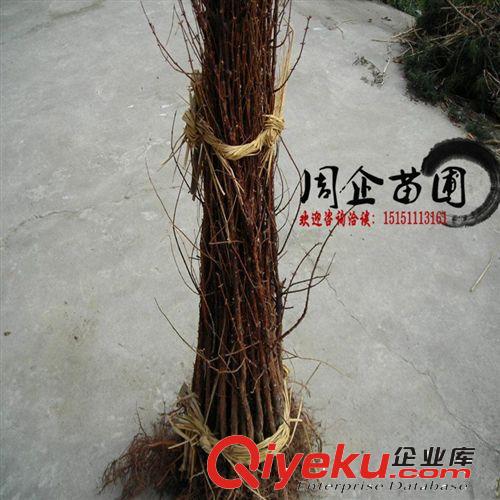 苗圃直銷 耐水濕速生水杉苗 水杉小苗50cm 水杉樹苗 規(guī)格齊全原始圖片3