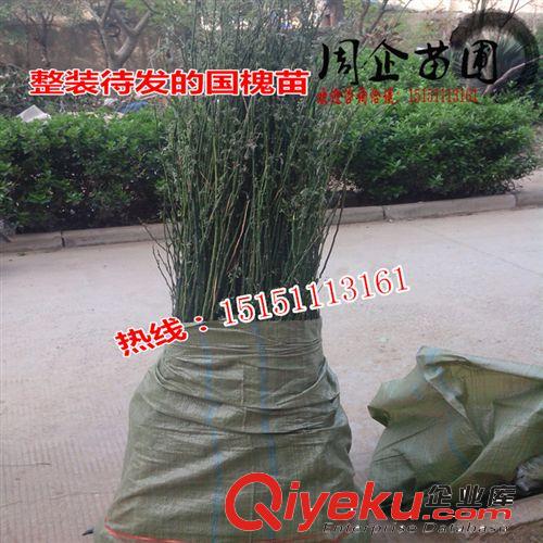 苗圃直銷 耐水濕速生水杉苗 水杉小苗50cm 水杉樹苗 規(guī)格齊全