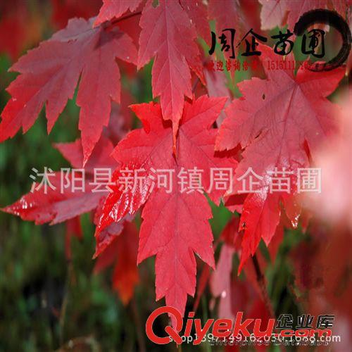 綠化苗木批發(fā) 工程花卉樹苗 國槐樹苗 速生國槐苗 國槐苗量大優(yōu)惠