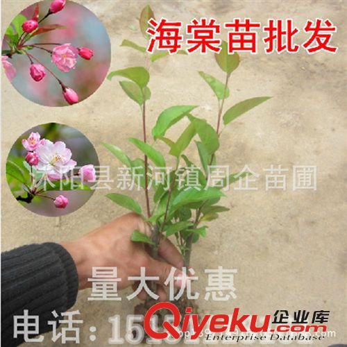 批發苗木 桂花樹苗 桂花小苗60-80公分 歡迎致電咨詢15151113161