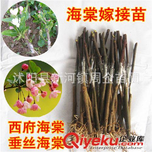 苗圃直銷西府海棠小苗 根系發(fā)達(dá) 現(xiàn)貨充足 綠化苗木 西府海棠樹苗原始圖片2