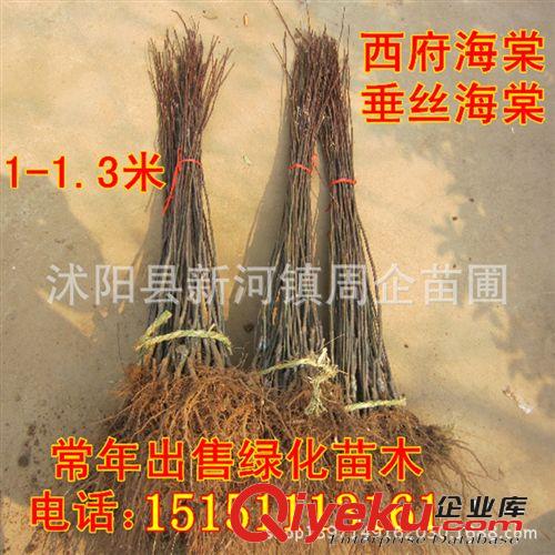 苗圃直銷西府海棠小苗 根系發(fā)達(dá) 現(xiàn)貨充足 綠化苗木 西府海棠樹苗原始圖片3