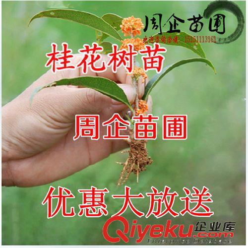 批發苗木 桂花樹苗 桂花小苗60-80公分 歡迎致電咨詢15151113161