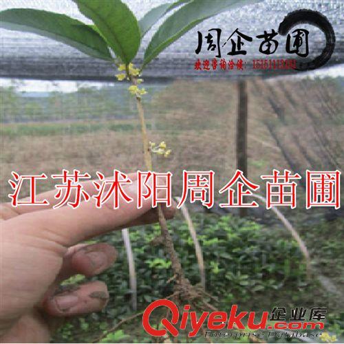 批發苗木 桂花樹苗 桂花小苗60-80公分 歡迎致電咨詢15151113161原始圖片2