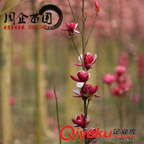 批發苗木 桂花樹苗 桂花小苗60-80公分 歡迎致電咨詢15151113161