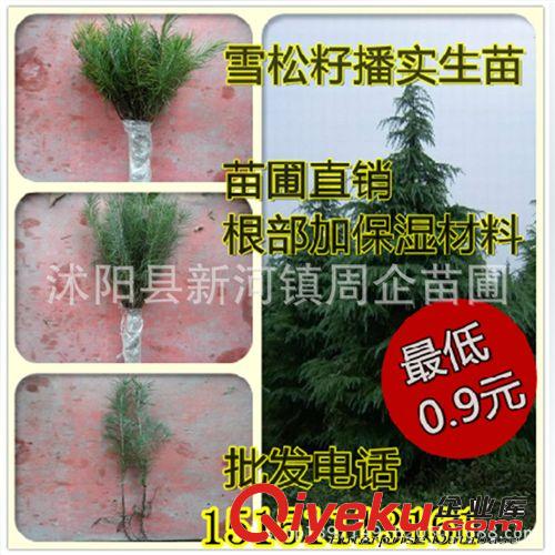 苗圃直銷 美國(guó)紅楓樹苗 行道樹綠化苗木 紅楓小苗批發(fā)庭院植物