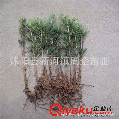 批發 雪松苗 雪松小苗 雪松樹苗 綠化工程苗木規格齊全 量大優惠原始圖片3