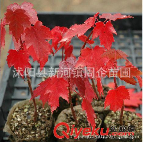批發桂花樹苗 桂花小苗10-100cm 丹桂/四季桂/狀元紅 規格齊全