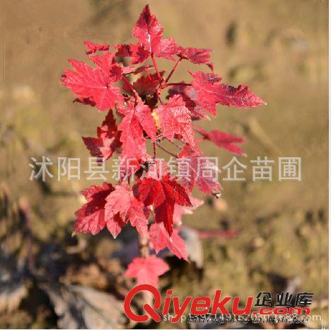 苗圃直銷 美國(guó)紅楓樹苗 行道樹綠化苗木 紅楓小苗批發(fā)庭院植物原始圖片2