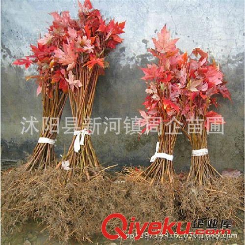 苗圃直銷 美國(guó)紅楓樹苗 行道樹綠化苗木 紅楓小苗批發(fā)庭院植物原始圖片3