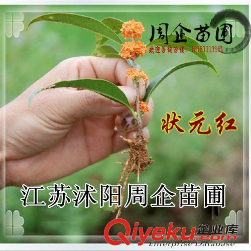 批發桂花樹苗 桂花小苗10-100cm 丹桂/四季桂/狀元紅 規格齊全