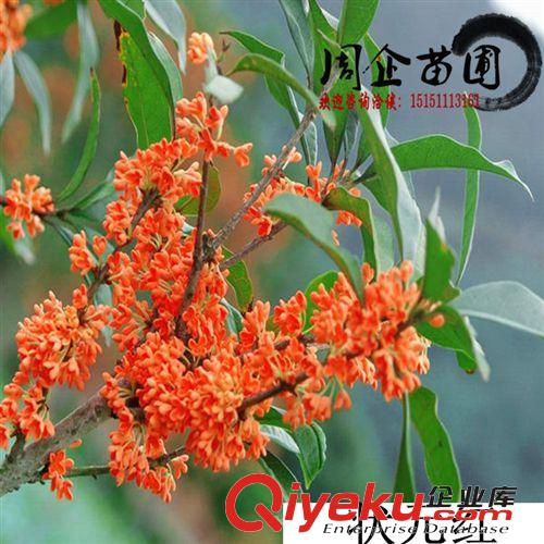 批發桂花樹苗 桂花小苗10-100cm 丹桂/四季桂/狀元紅 規格齊全原始圖片2